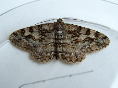 Mottled Beauty